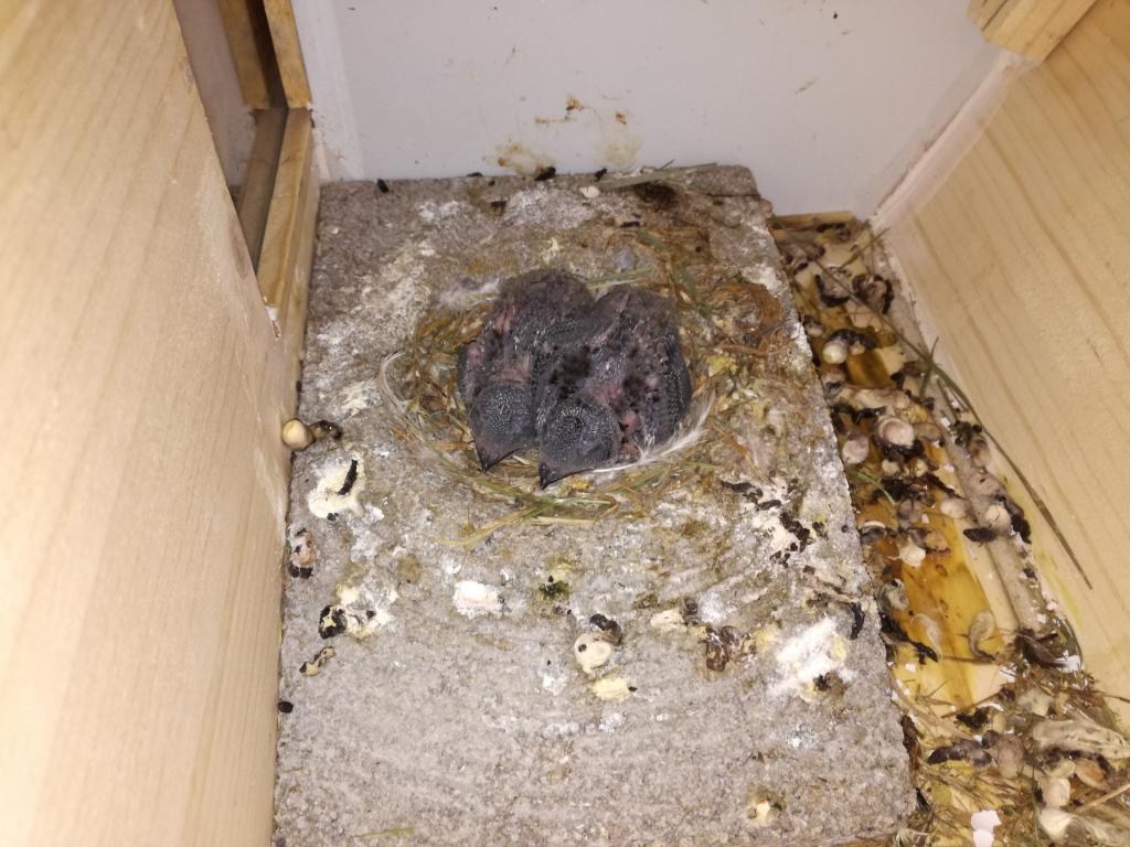 Küken (Paar 3) - 06.07. (von vorne).jpg