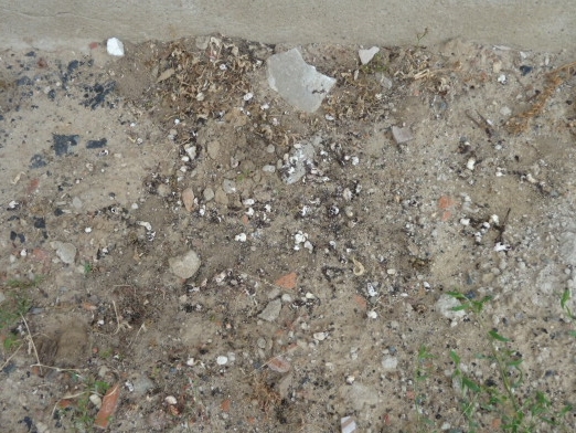 P1100551-1.JPG