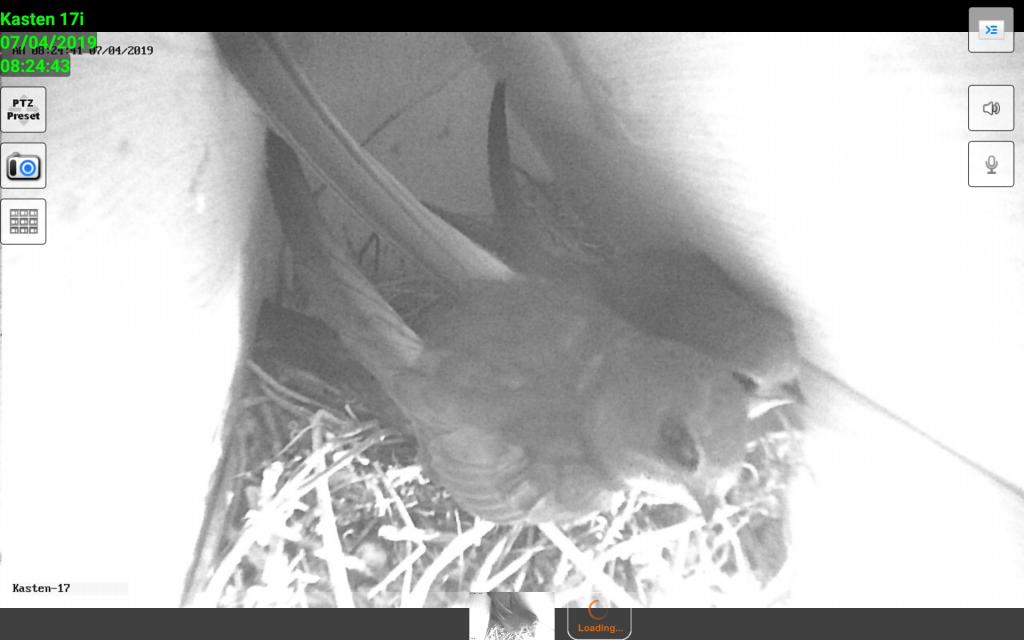 Mauersegler auf Starennest