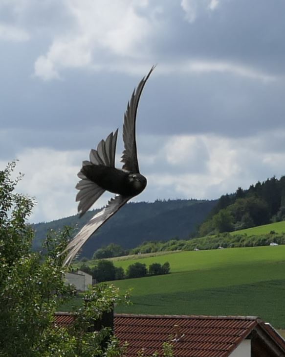 segler11 rückenflug.JPG