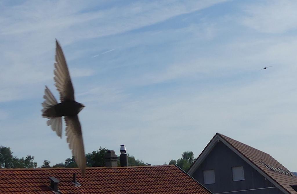 Anflug 3, 20.07.2019.JPG