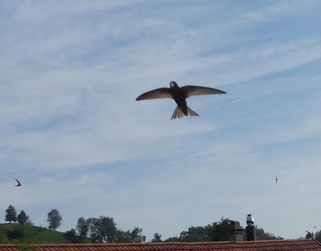 Anflug 2, 20.07.2019.JPG