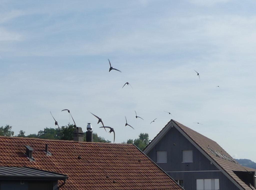 Schwarm von 20 Suchern im Anflug, 20.07.2019.JPG
