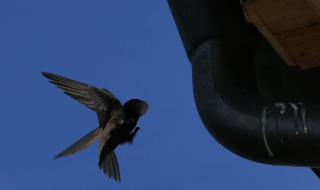 Anflug Fütterung.JPG