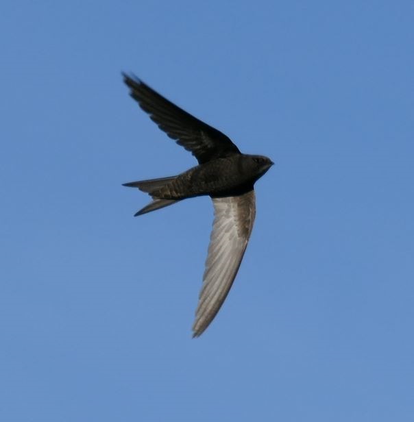 segler luft1.JPG