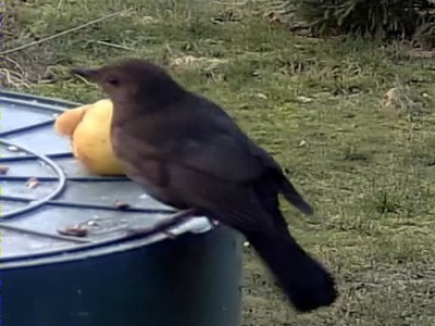 Amsel (weibchen).jpg