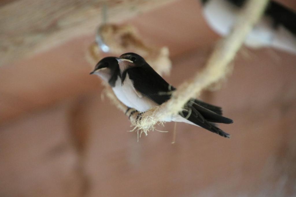 Jungschwalben aus Nest 2.jpg