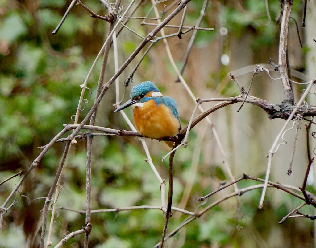 Eisvogel 29.021.2020.JPG