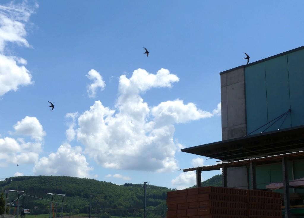 Frick: Mauersegler im Anflug zu den 38 Kästen unter dem Vordach einer Montagehalle.