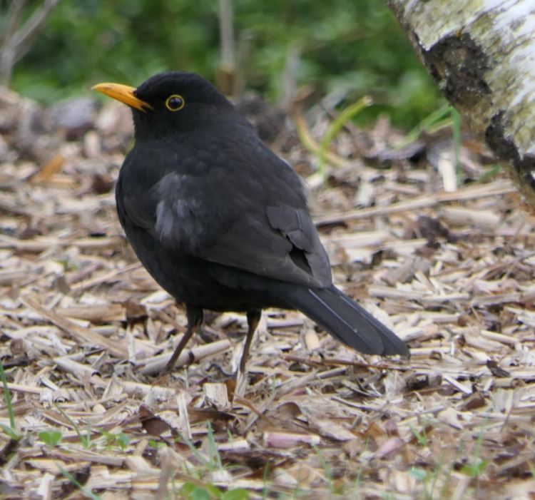 Amsel weisser fleck.JPG