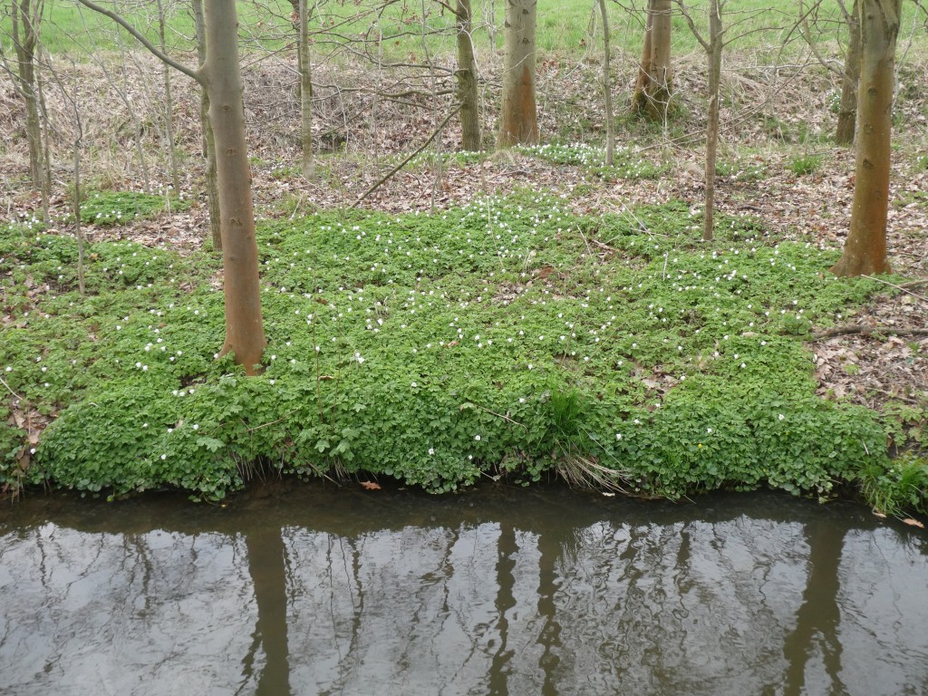 Buschwindröschen1.JPG