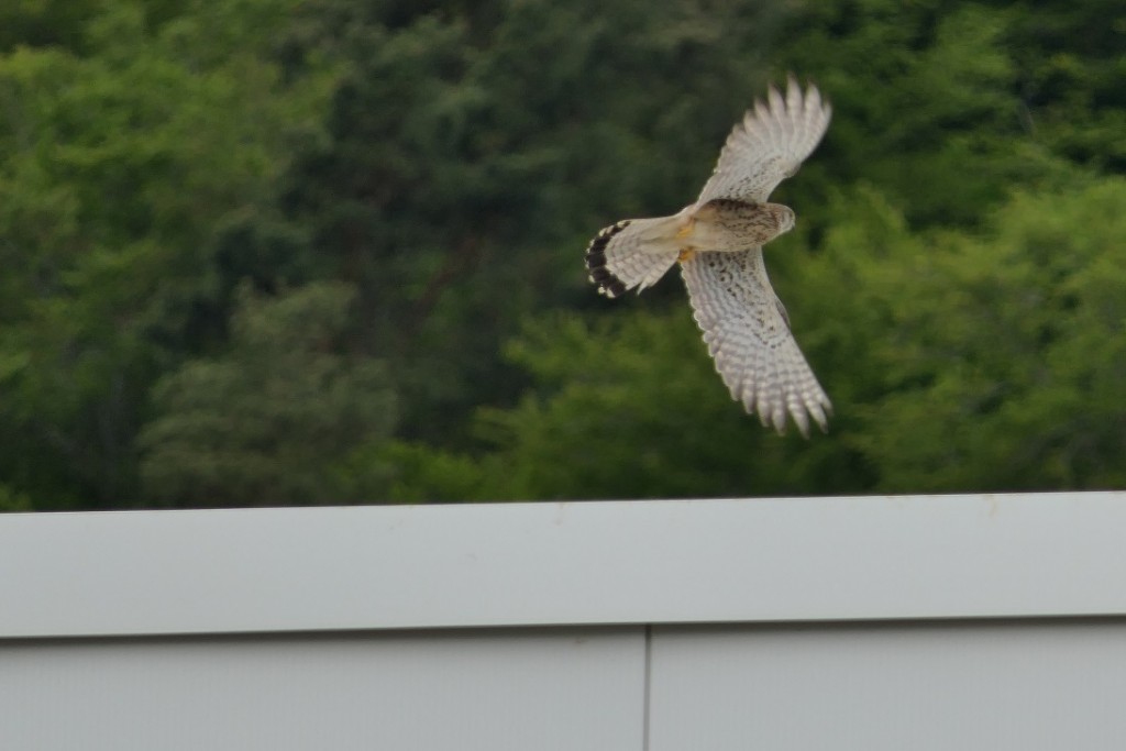 Turmfalke im Flug.jpg