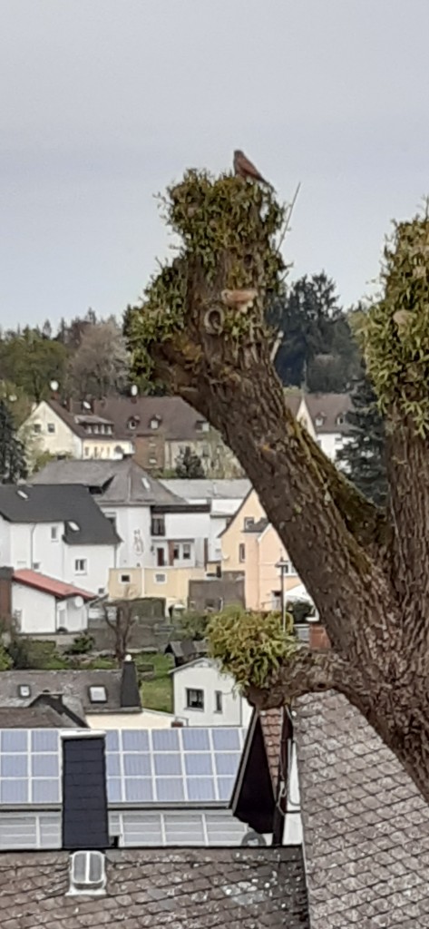 20200418_112149 (2).jpg