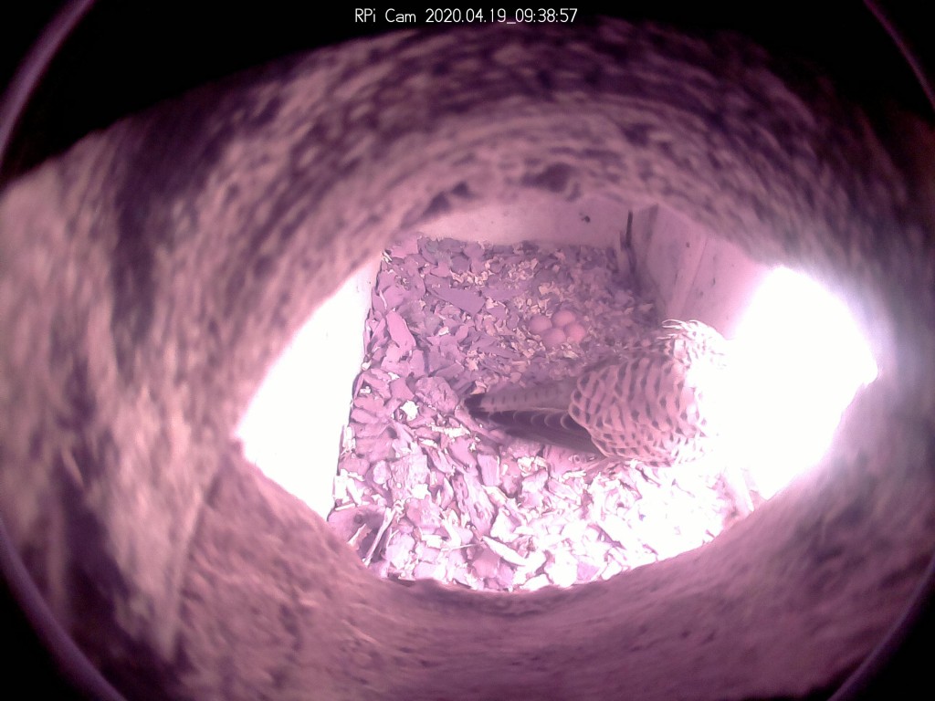 im_0001_20200419_093857 - Kopie.jpg