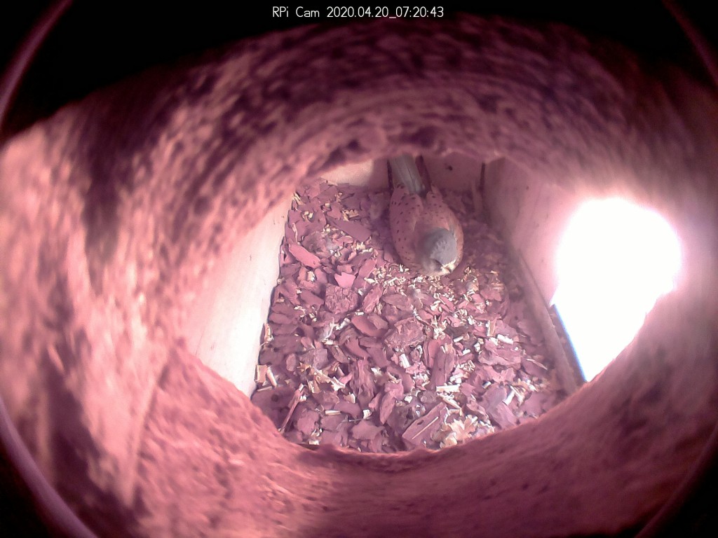 Rollentausch beim Brüten