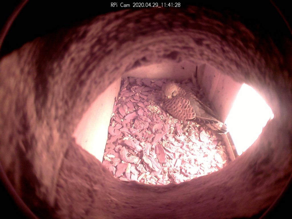 unscheinbares Gefieder