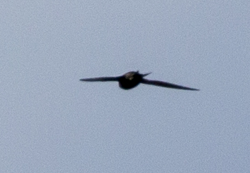 IMG_9096.jpg