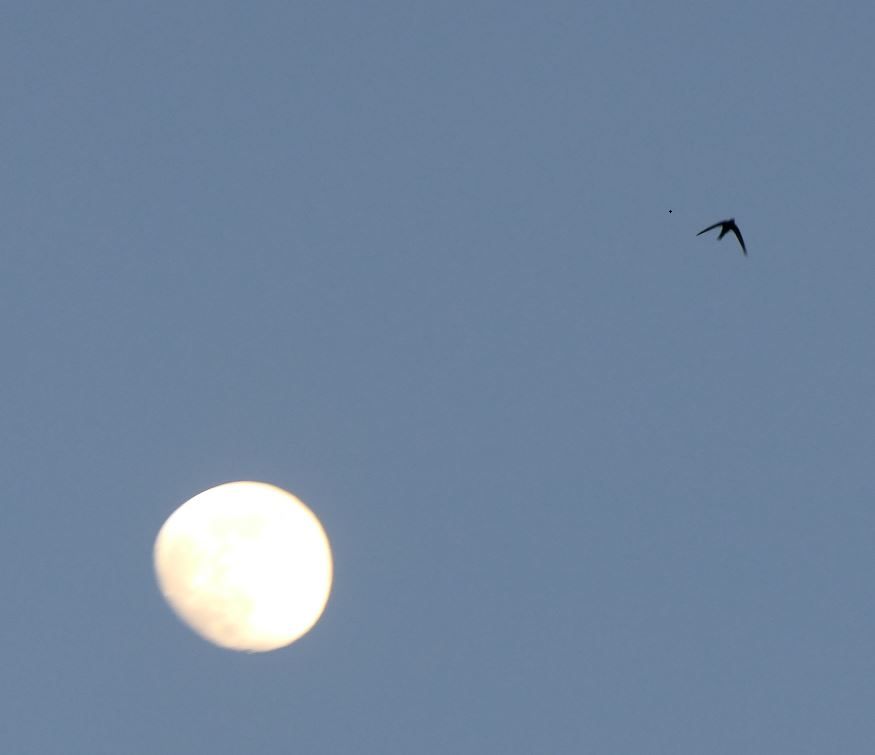 segler Mond1.JPG