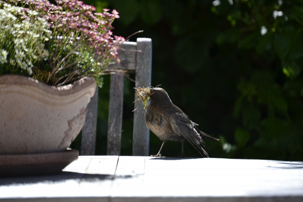 Amsel_Nistbau.JPG