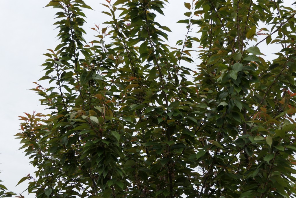 Suchbild Stieglitz.JPG