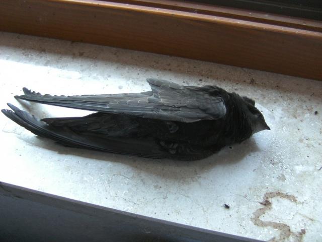 segler.JPG