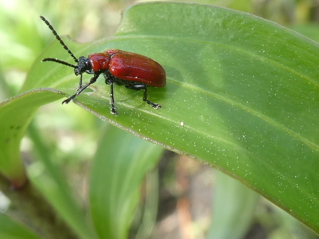 Lilienhähnchen (Lilioceris lilii).JPG