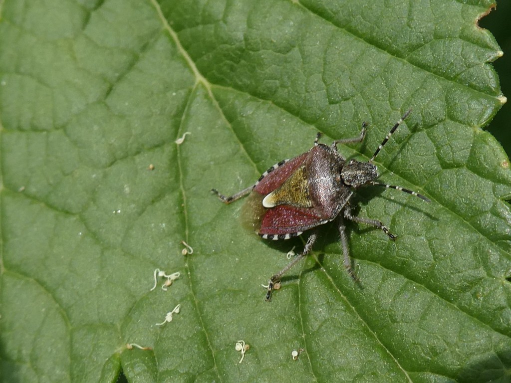 Beerenwanze (Dolycoris baccarum )_2.jpg