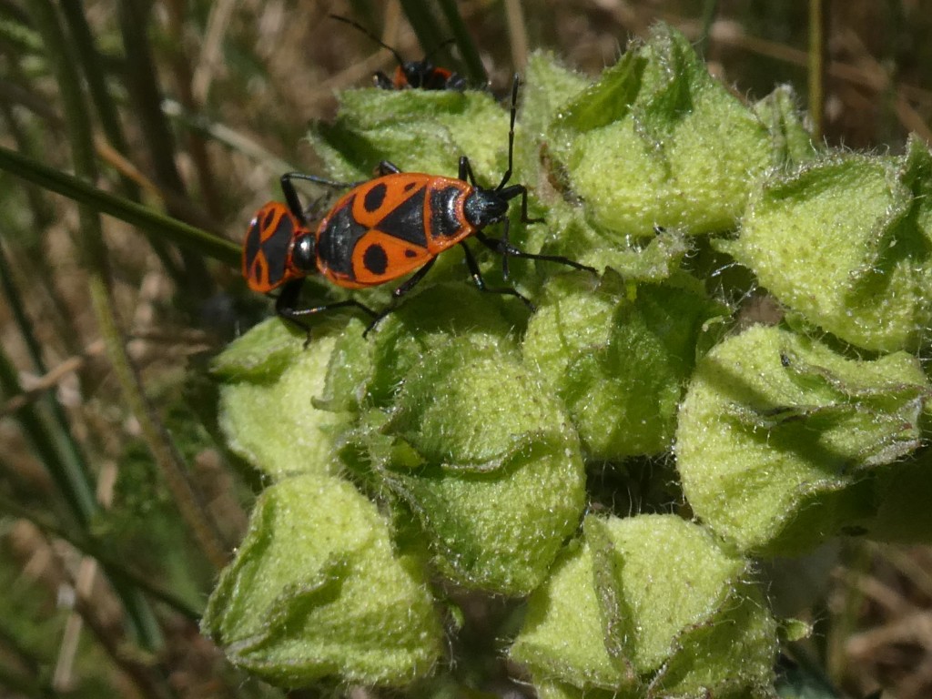 Gemeine Feuerwanze (Pyrrhocoris apterus)_2.jpg