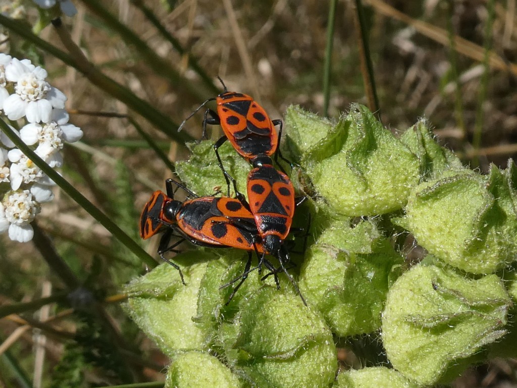 Gemeine Feuerwanze (Pyrrhocoris apterus)_1.jpg