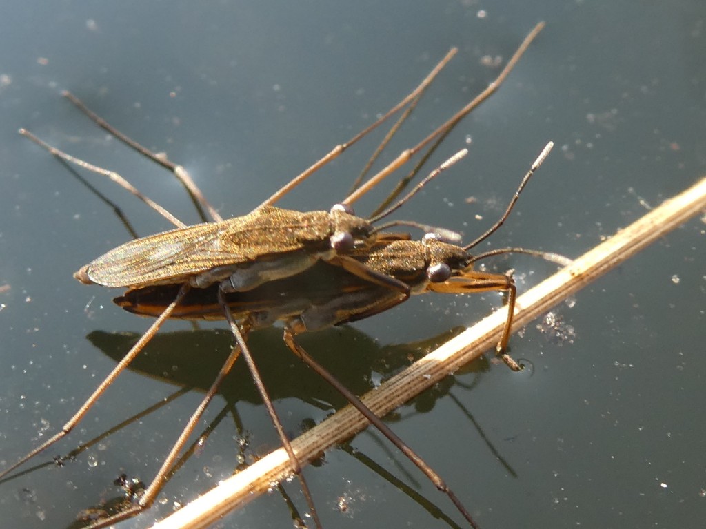 Gemeiner Wasserläufer (Gerris lacustris)_2.jpg