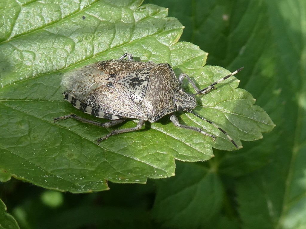 Graue Gartenwanze (Rhaphigaster nebulosa)_1.jpg