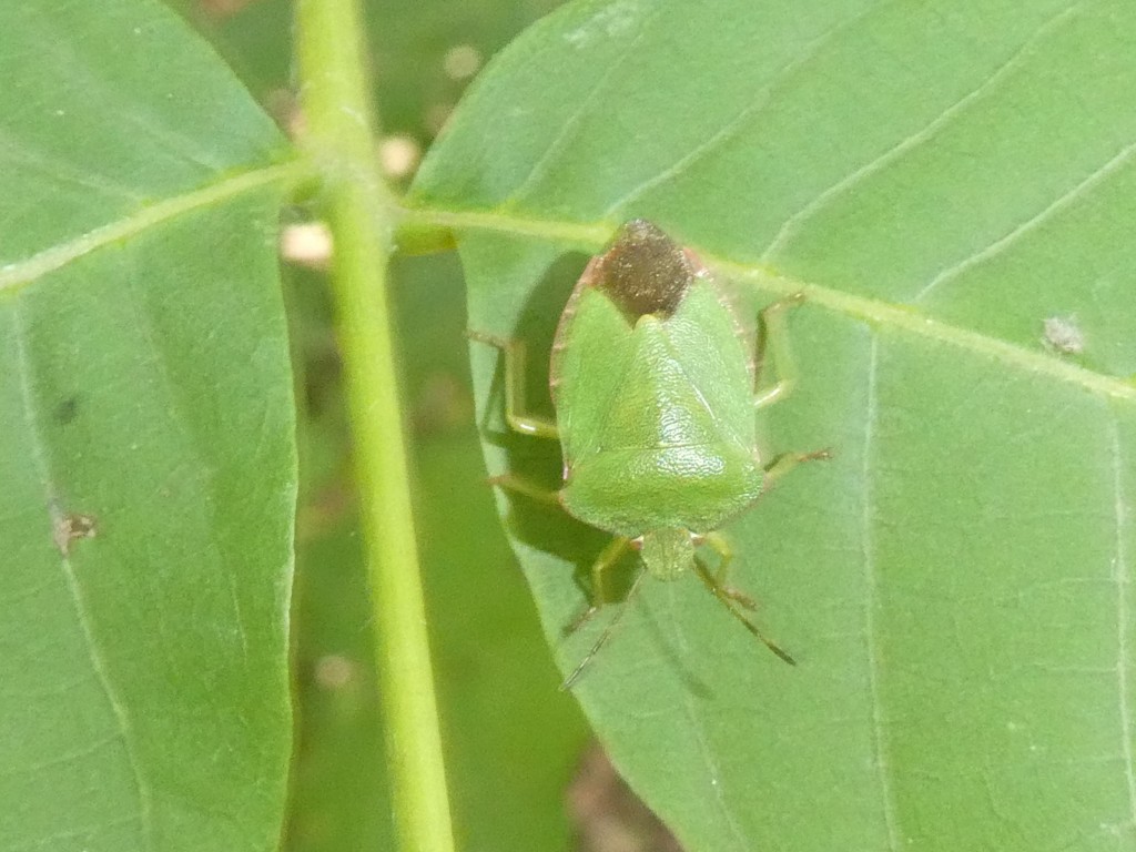 Grüne Stinkwanze (Palomena prasina)_2.jpg