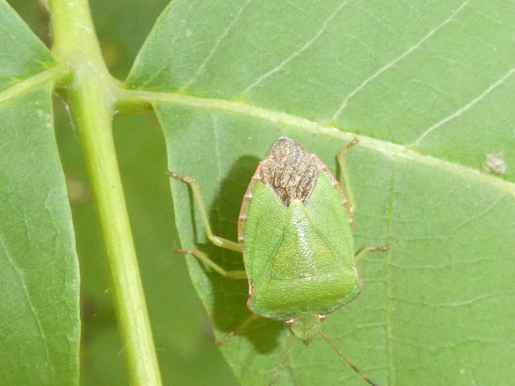 Grüne Stinkwanze (Palomena prasina)_1.jpg