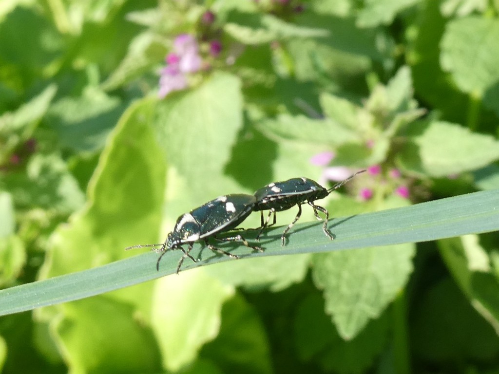 Kohlwanze (Eurydema oleraceum)_2.jpg