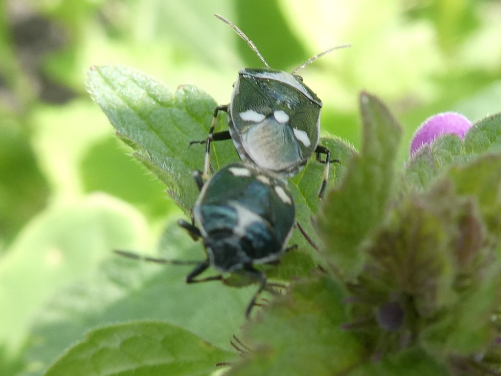 Kohlwanze (Eurydema oleraceum)_1.jpg