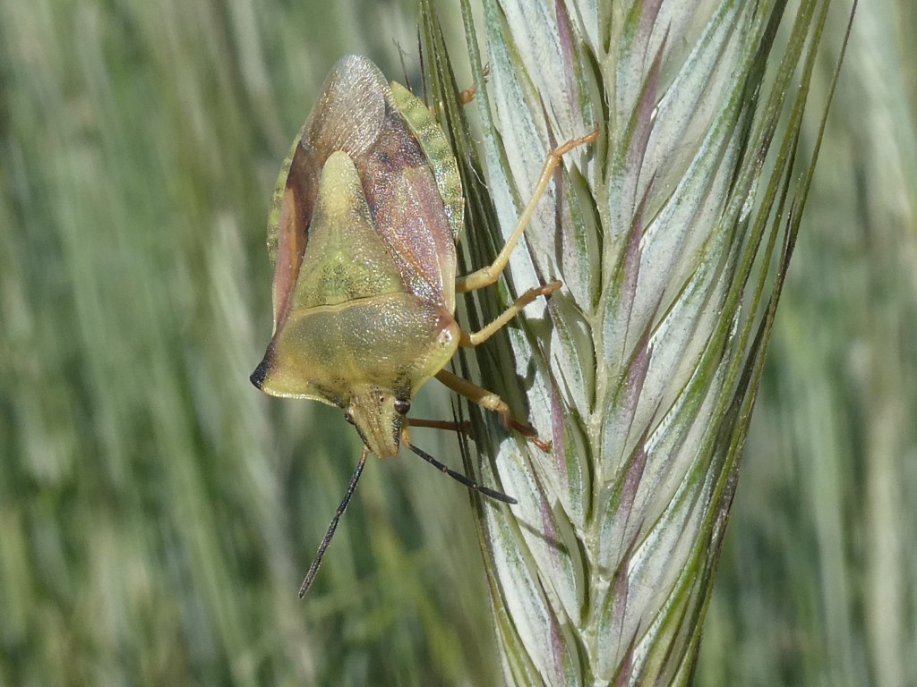 Nördliche Fruchtwanze (Carpocoris fuscispinus)_2.jpg