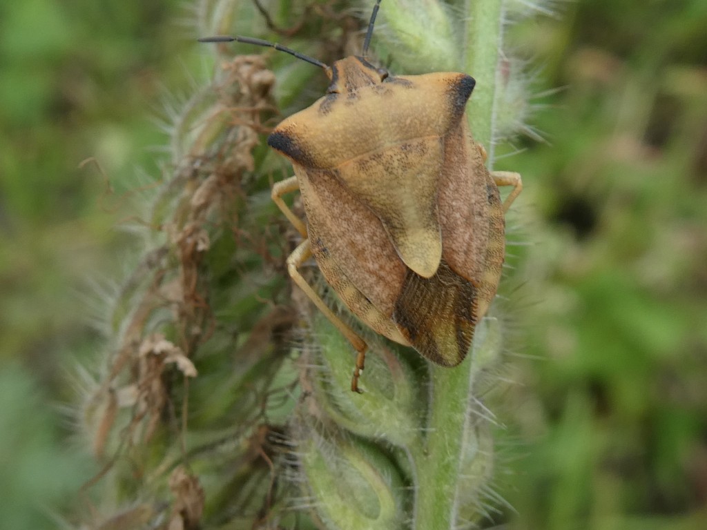 Nördliche Fruchtwanze (Carpocoris fuscispinus)_1.jpg