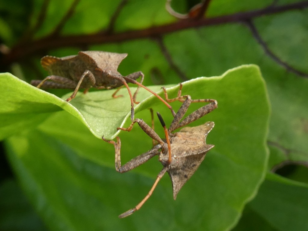 Saumwanze (Coreus marginatus)_2.jpg