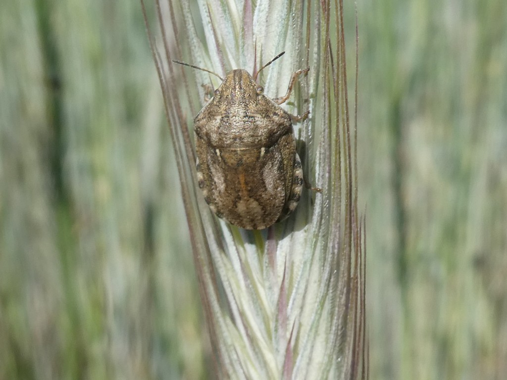 Schildkrötenwanze ( Eurygaster testudinaria) _1.jpg