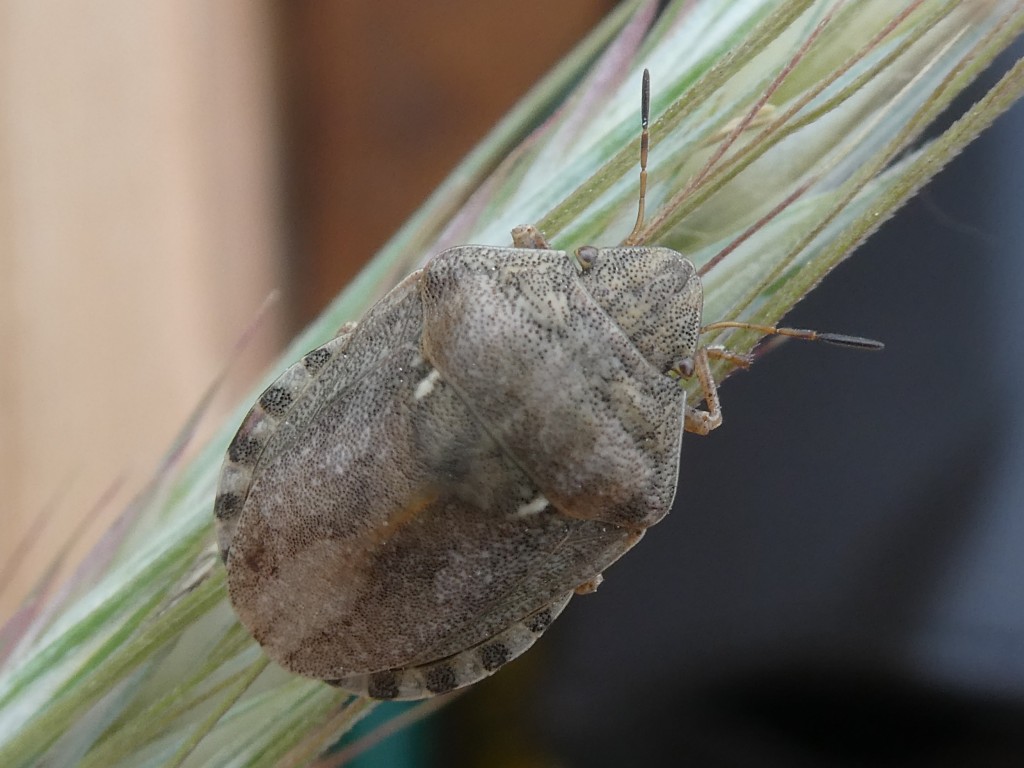 Schildkrötenwanze ( Eurygaster testudinaria) _2.jpg