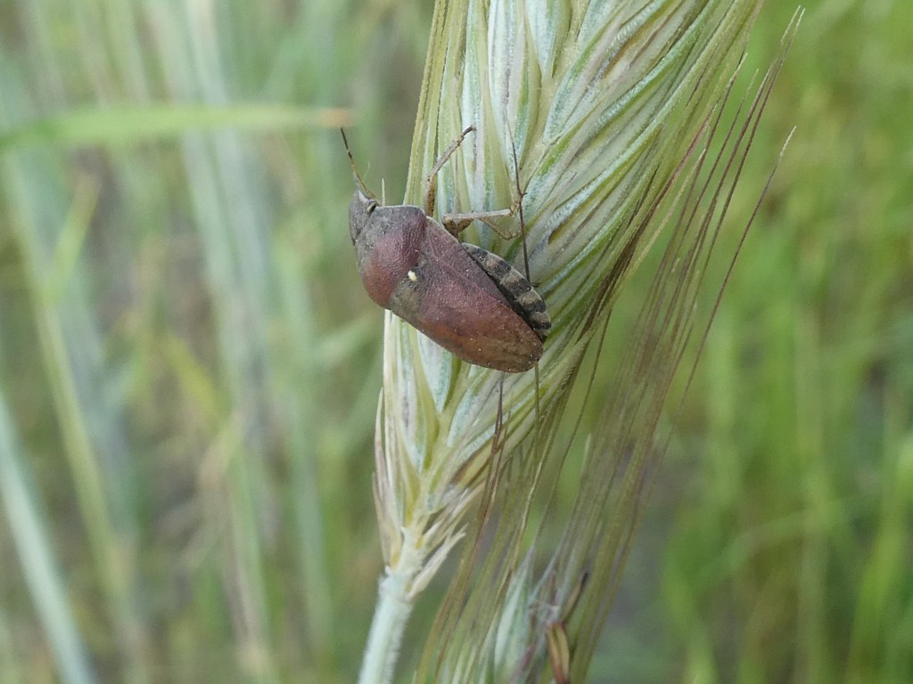 Gemeine Getreidewanze (Eurygaster maura) _2.jpg