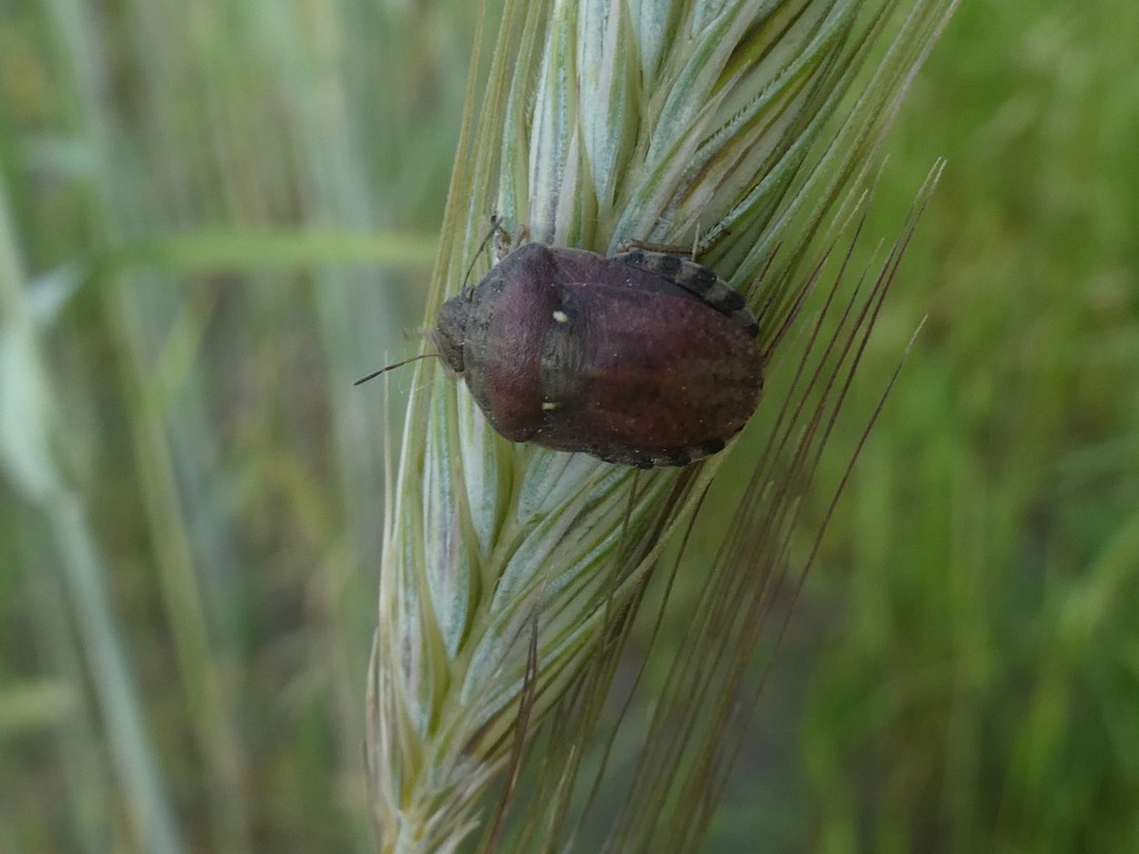 Gemeine Getreidewanze (Eurygaster maura) _1.jpg