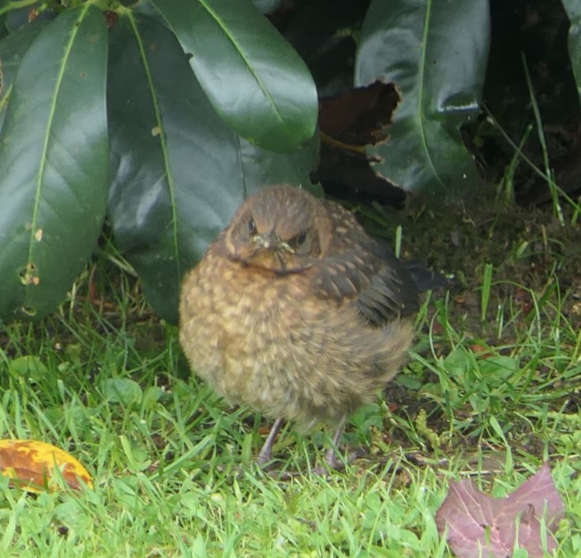 Amsel Küken kuckt.JPG