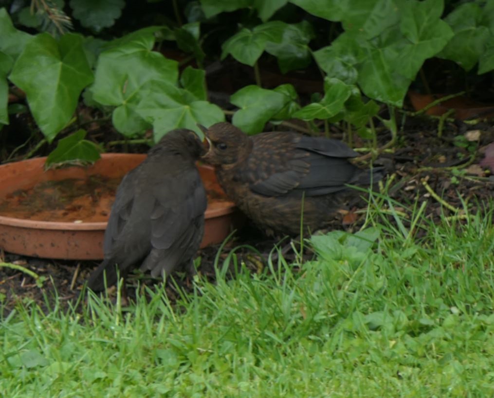 Fütterung amsel 1.JPG