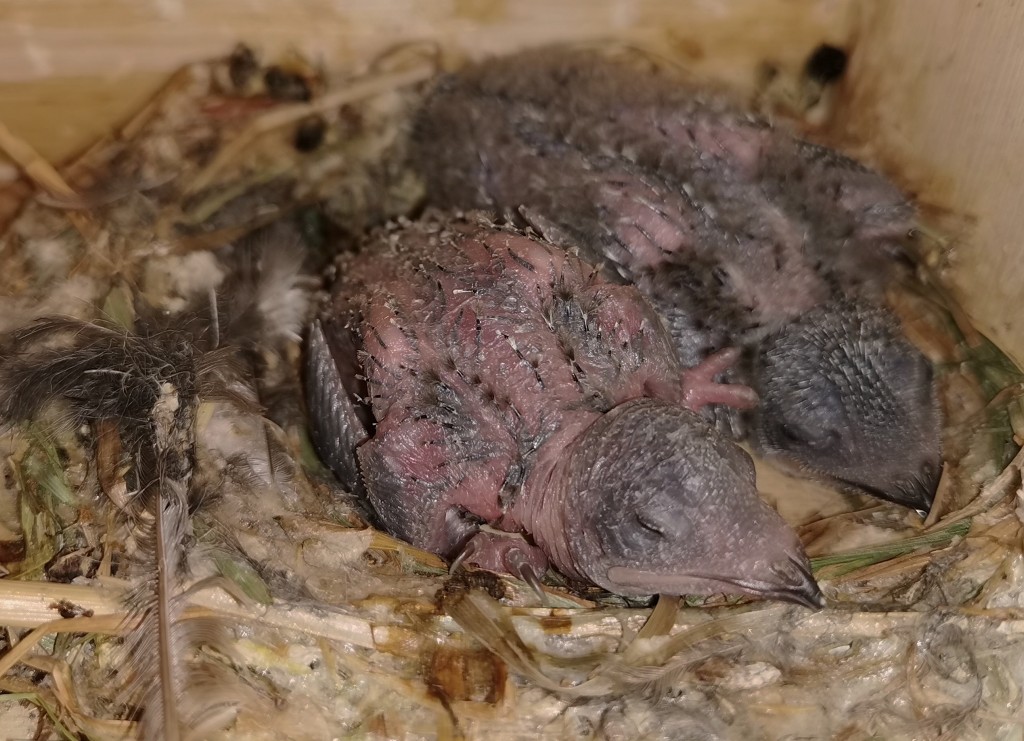 Alles perfekt in Kasten 3, rechts das Adoptivbaby aus Kasten 8, beide gedeihen prächtig bei diesem Wetter.