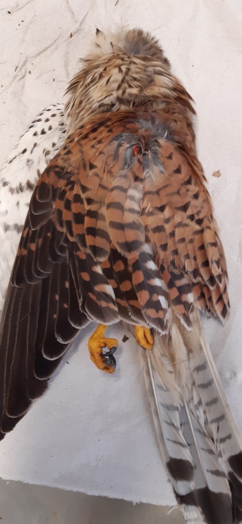 20200627_100120 (2).jpg