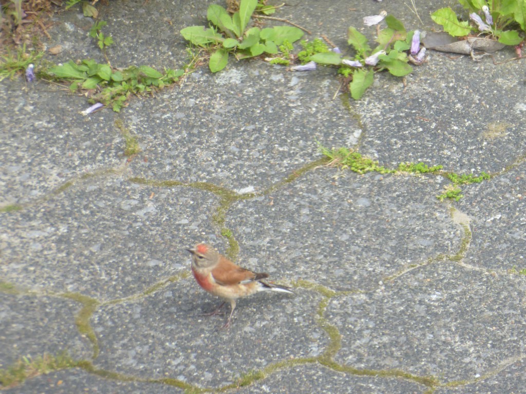 Bluthänfling/ Männchen