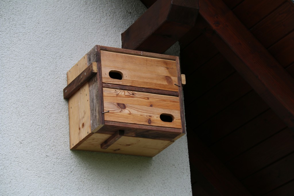mögliche Besiedelung in unterer Box, zuvor von Staren genutzt