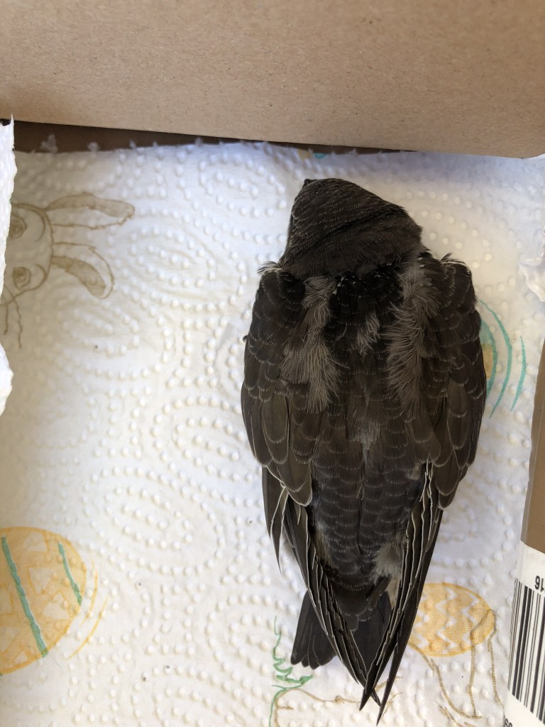 Hitzeflüchtling aus Südwest Naturnest unterm Dach