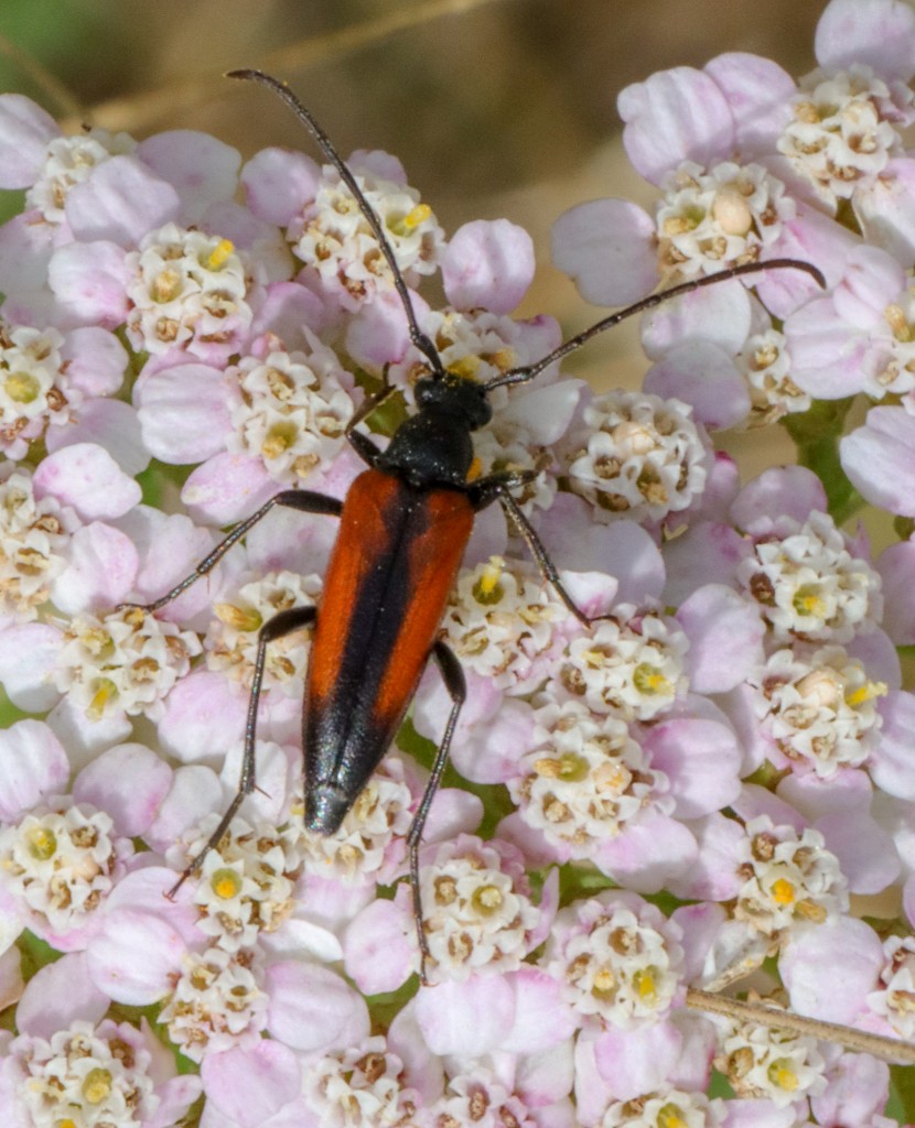 Kleiner Schmalbock